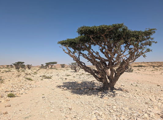 Weihrauchbaum (Boswellia sacra) im Wadi Dawkah, Dhofar, Oman
