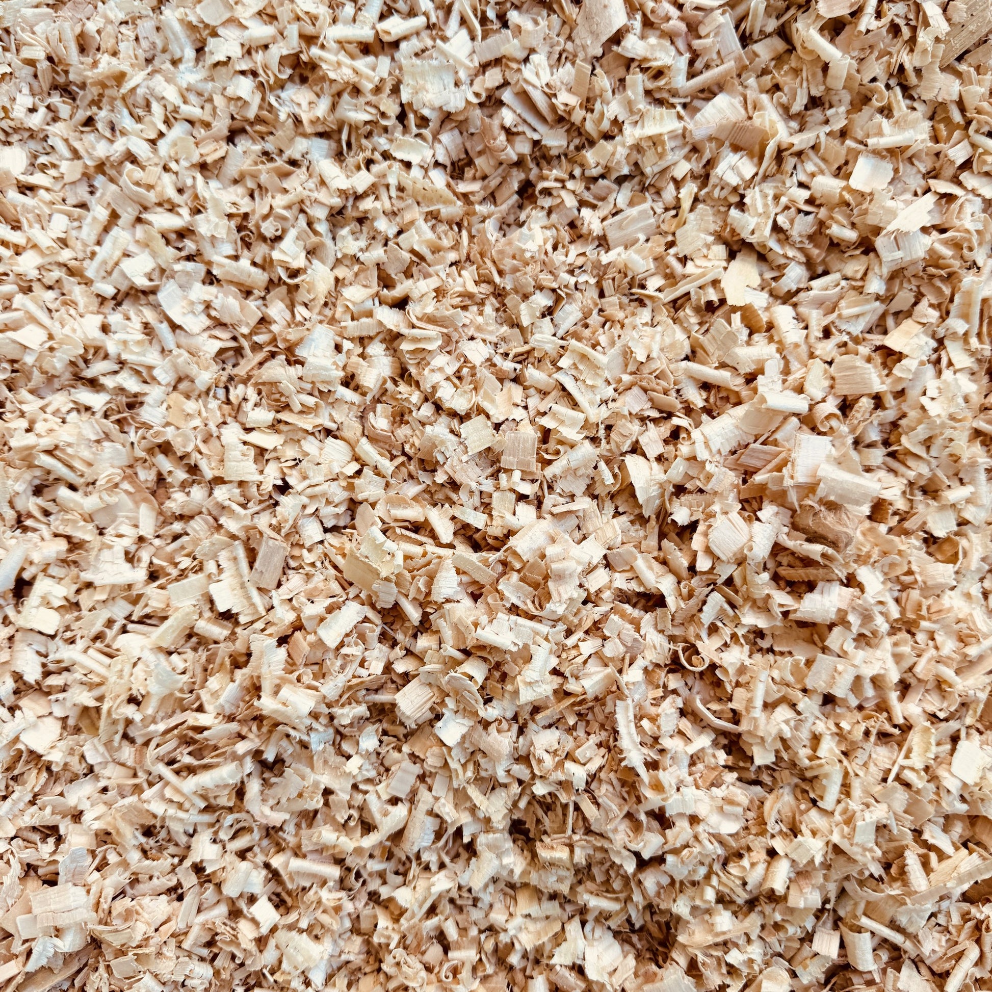 Naturbelassene Zirbenspäne aus Tiroler Zirbenholz in der Nahaufnahme