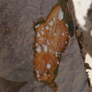 Weihrauch Oman Al-Hojari Grad 1 – Große grünliche Stücke, 1. Qualität – Boswellia Sacra für Klarheit & Harmonie – Bild 4